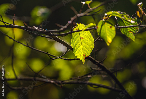 Nature beauty