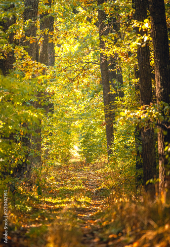 Autumn woods
