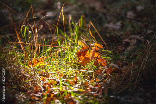 Nature beauty