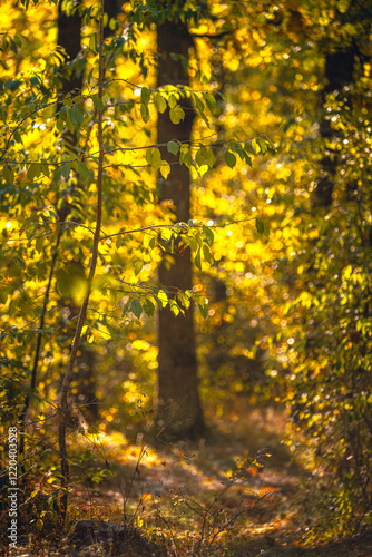 Autumn woods
