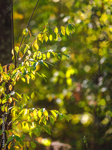Autumn woods