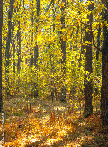 Autumn woods