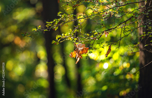 Autumn leaves