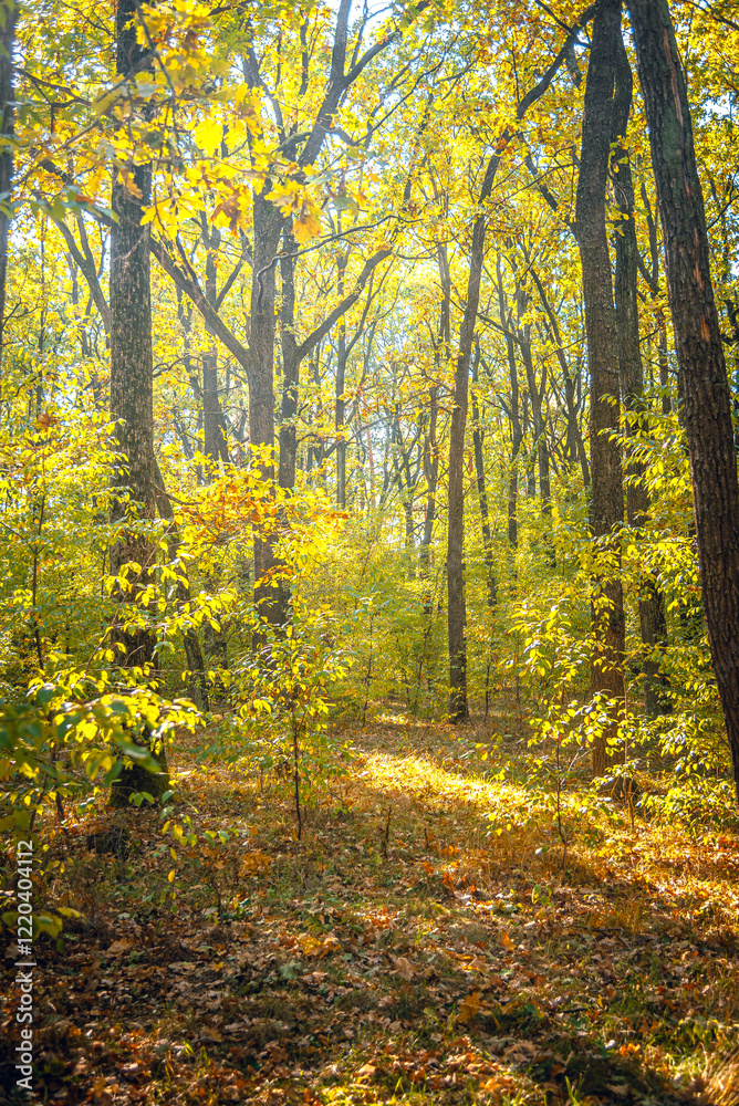 Obraz premium Autumn woods