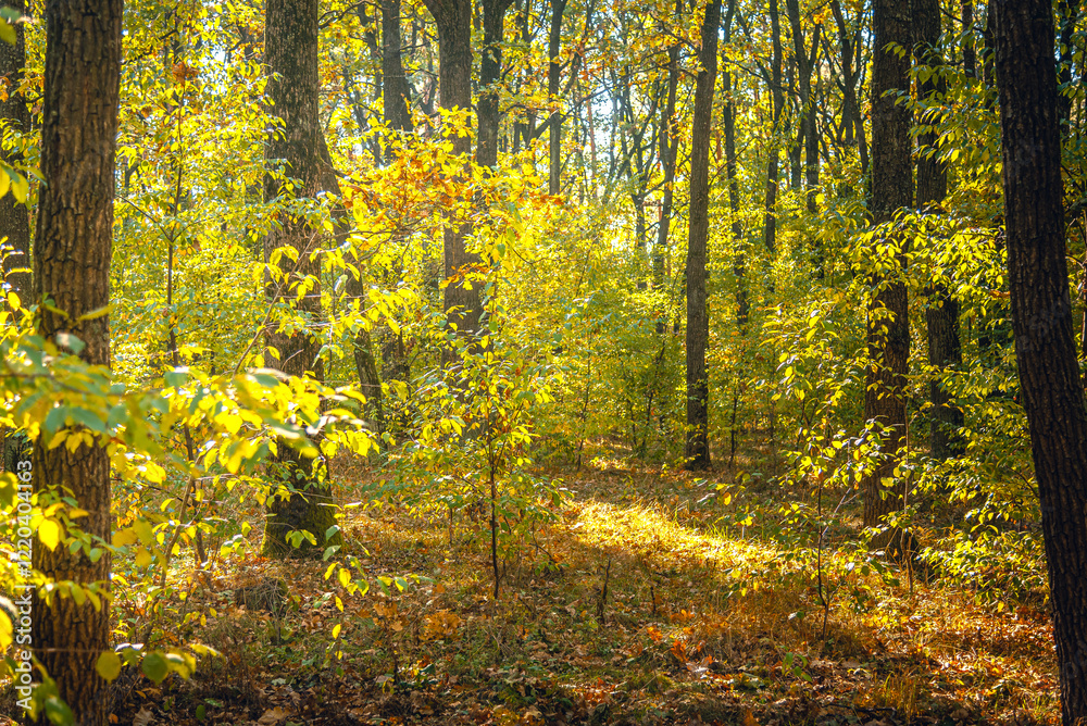 Obraz premium Autumn woods