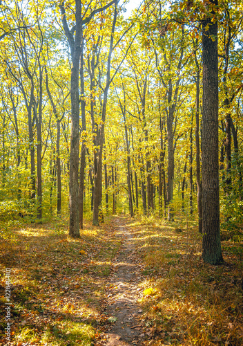 Autumn woods