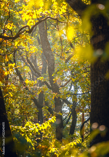Autumn woods