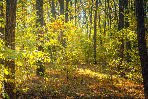 Autumn woods
