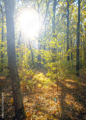 Autumn woods