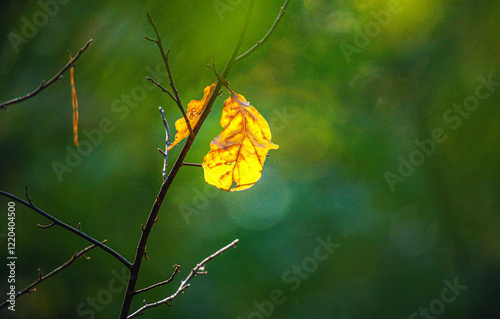 Autumn leaves