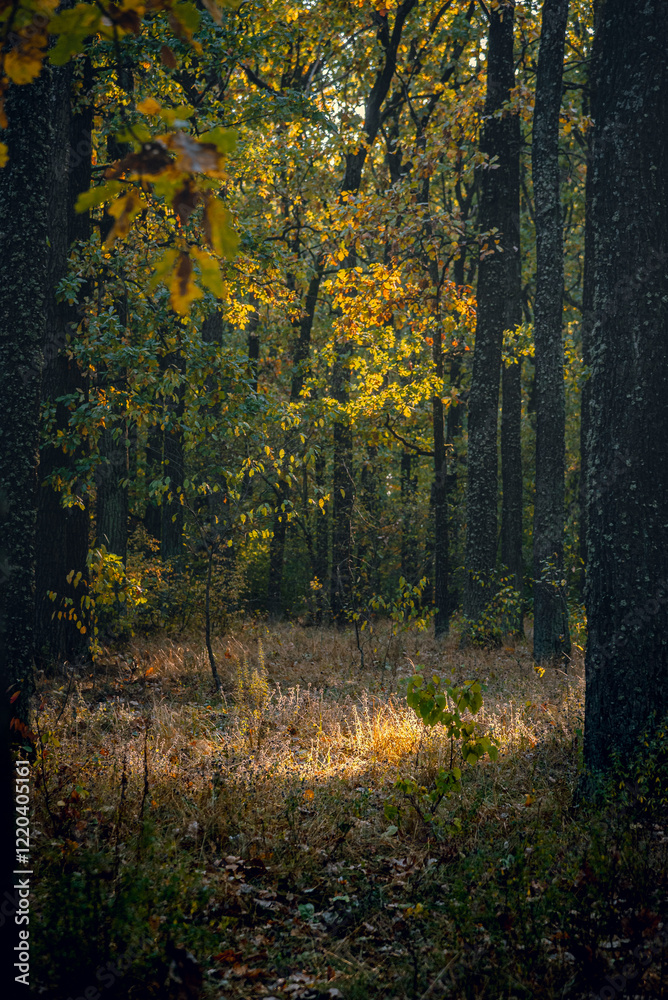 Obraz premium Autumn woods