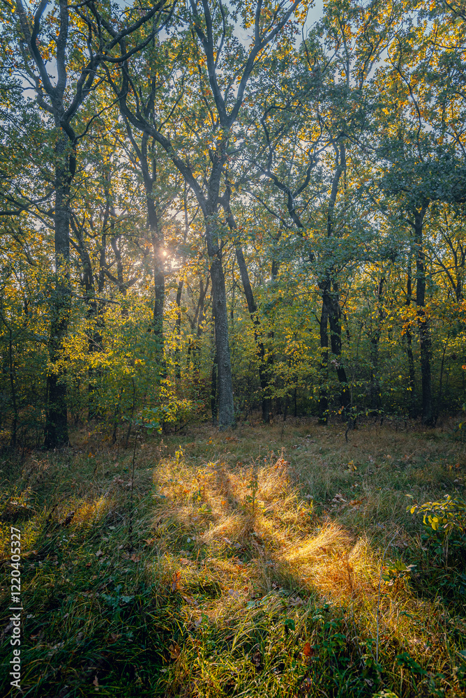 Obraz premium Autumn woods