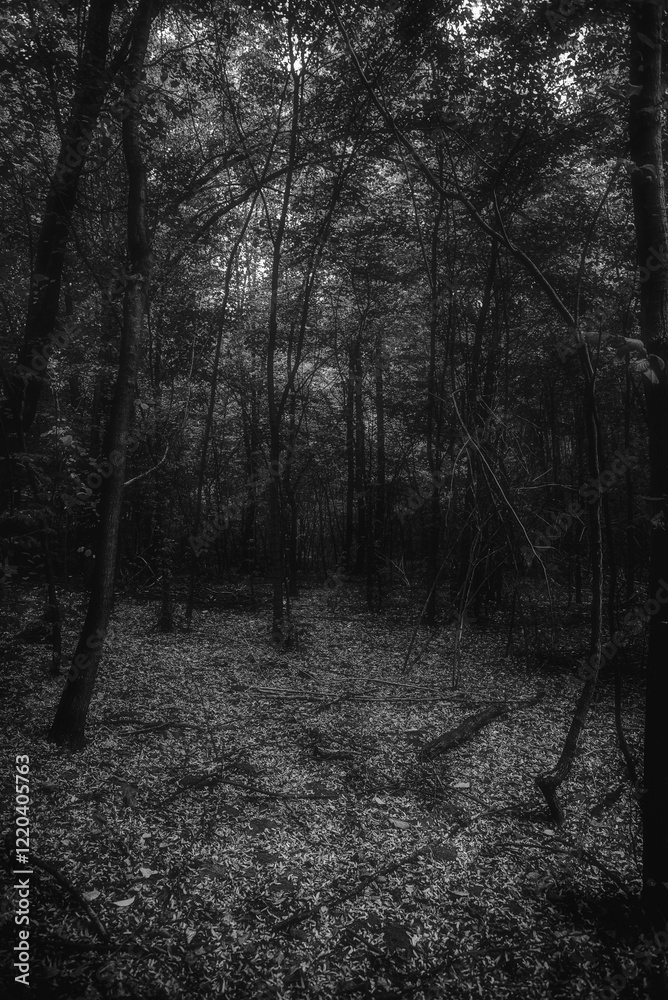 Fototapeta premium Autumn woods