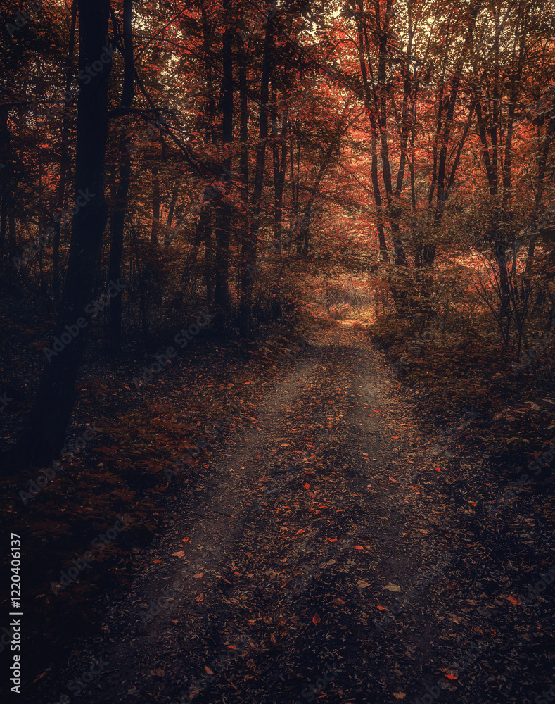 Obraz premium Autumn woods