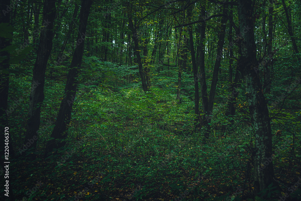 Obraz premium Autumn woods