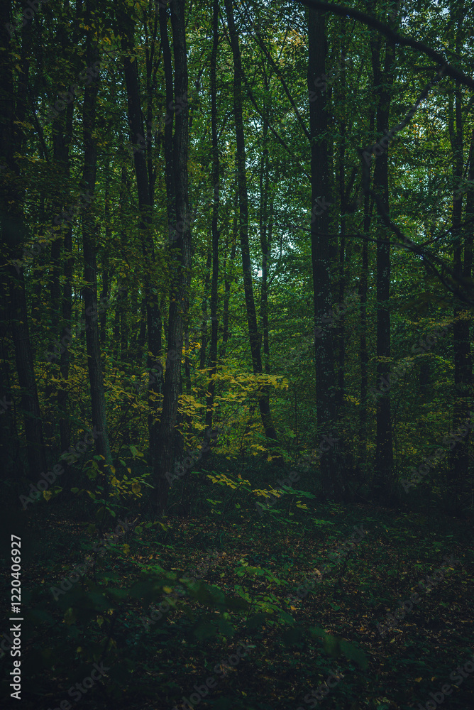 Autumn woods Autumn woods