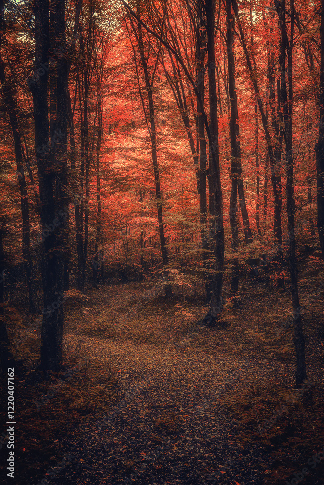 Obraz premium Autumn woods