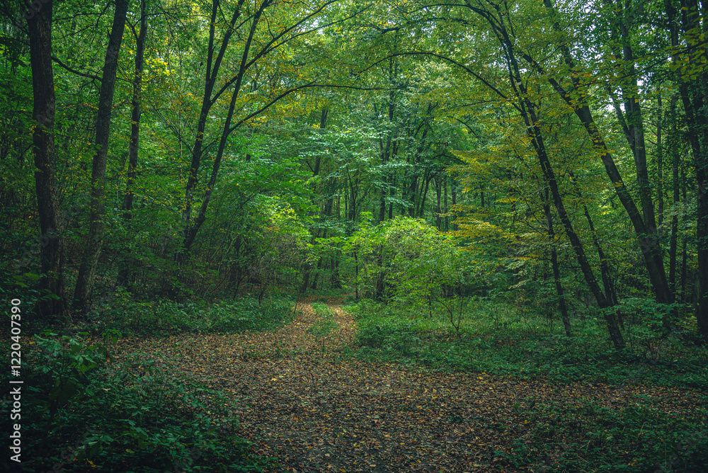 Naklejka premium Autumn woods