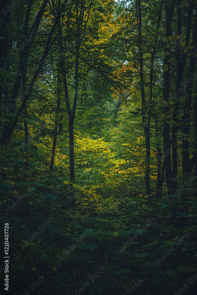 Fototapeta premium Autumn woods