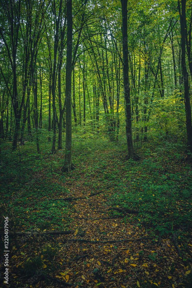 Obraz premium Autumn woods