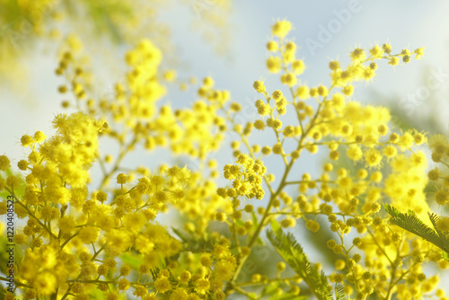 Sunlit globular bright yellow mimosa flowers on a branch. Flora on the Montenegrin coast in early spring: the famous Acacia dealbata in bloom in Herceg Novi. The evergreen southern tree is blooming.