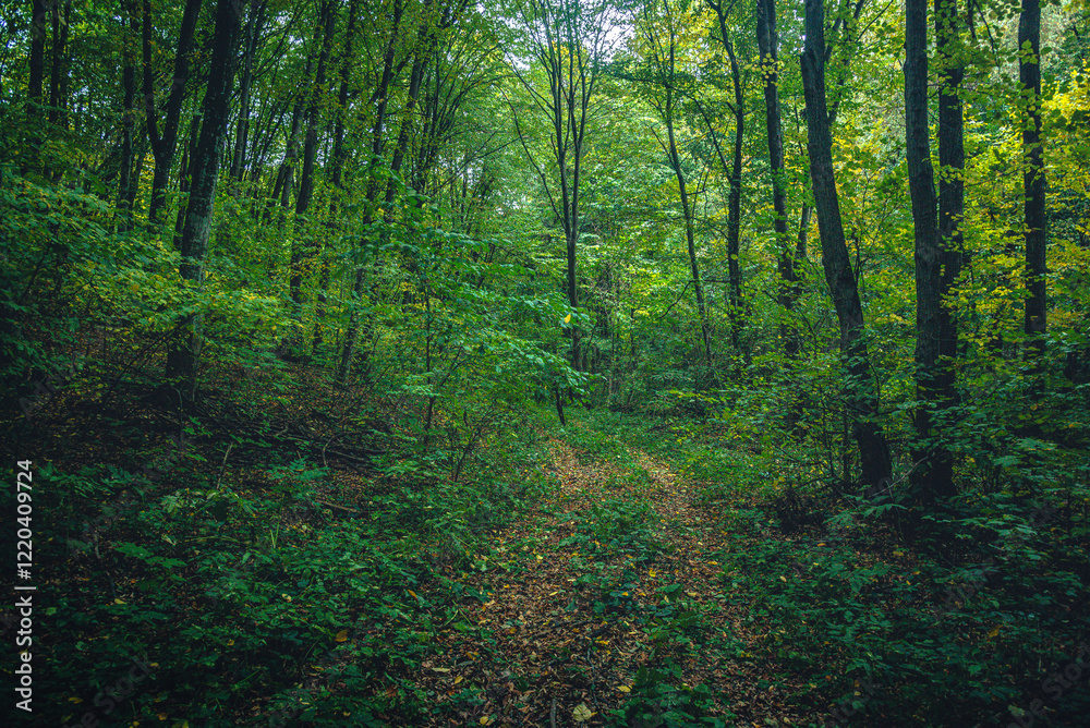 Fototapeta premium Autumn woods