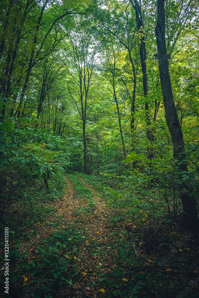 Fototapeta premium Autumn woods