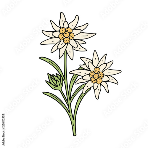 Edelweiss flower symbol Alps