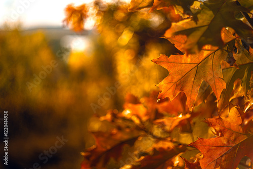 Autumn leaves
