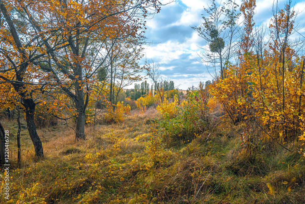 Fototapeta premium Autumn woods