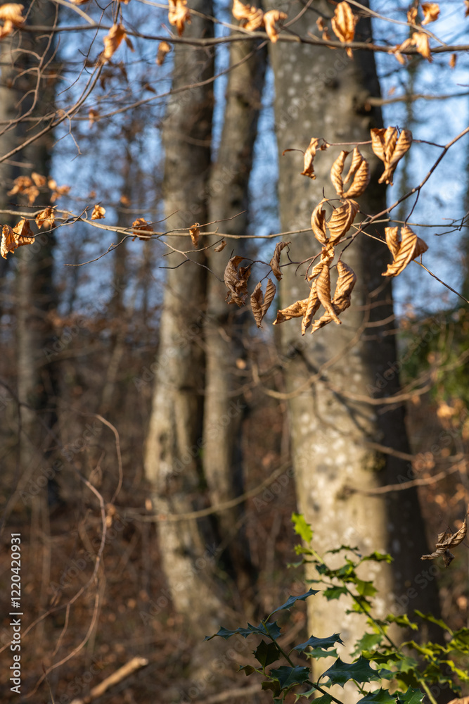 Fototapeta premium Lumière d'hiver au cœur de la forêt, entre ombre et silence