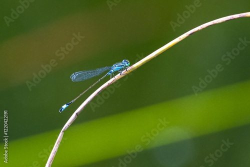 Blue Tailed Damselfly, Ischnura Elegans, resting above the pond photo