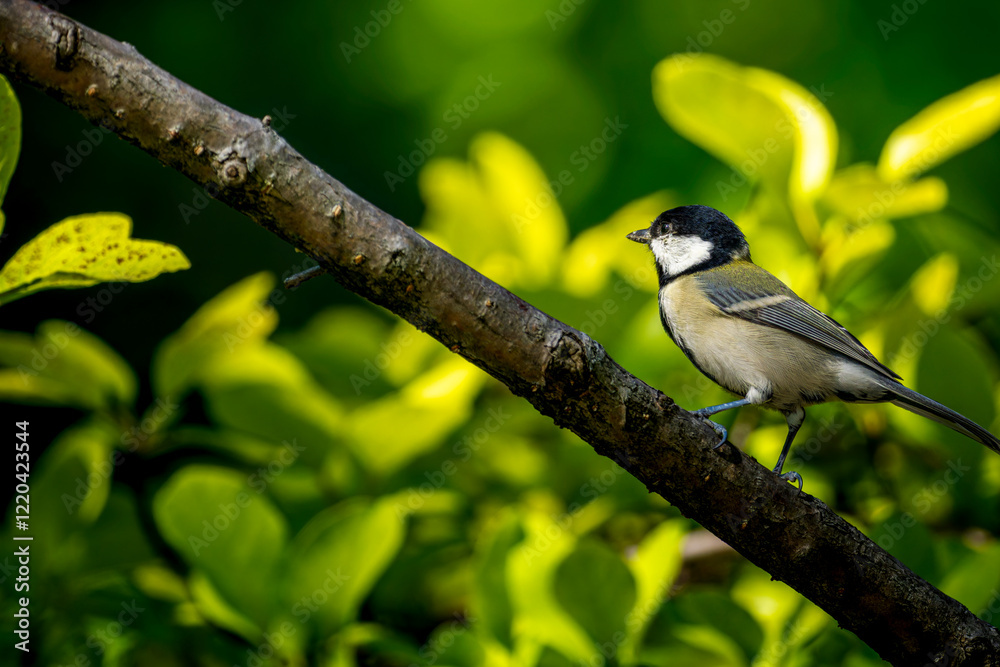 Obraz premium 枝にとまるシジュウカラ
