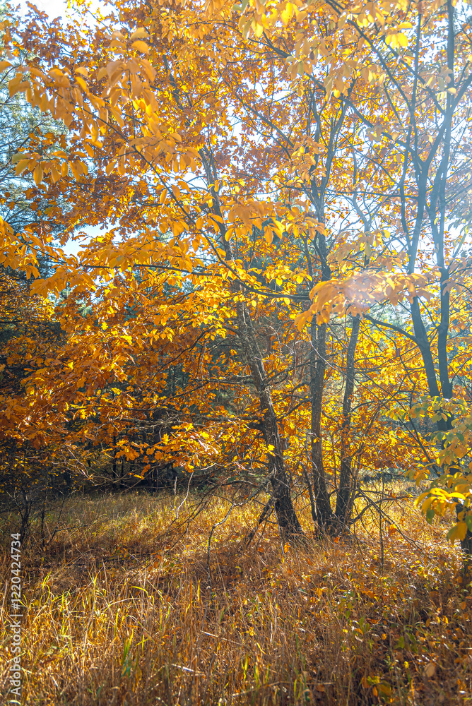 Fototapeta premium Autumn woods