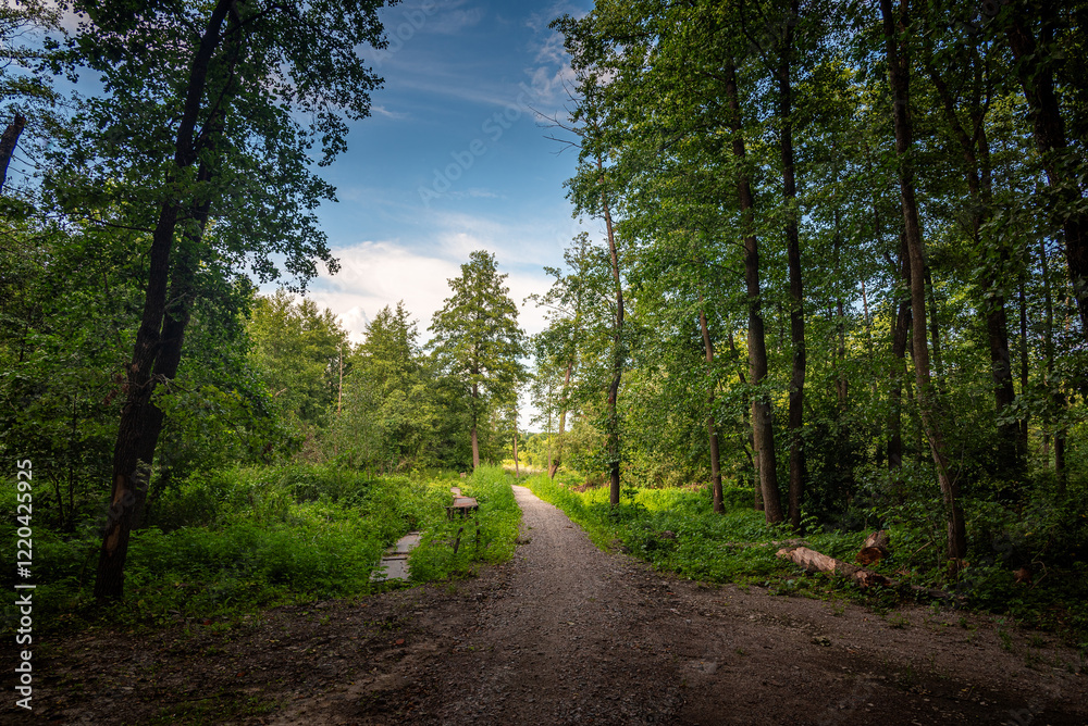 Fototapeta premium Autumn woods