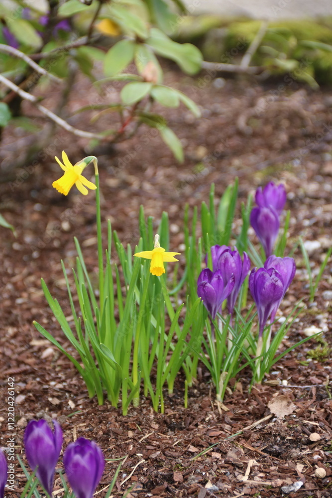 Kleine Narzissen und Krokusse in Lila blühen im Beet im Garten Kleine Narzissen und Krokusse in Lila blühen im Beet im Garten