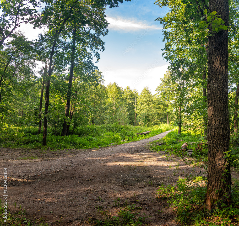 Fototapeta premium Autumn woods
