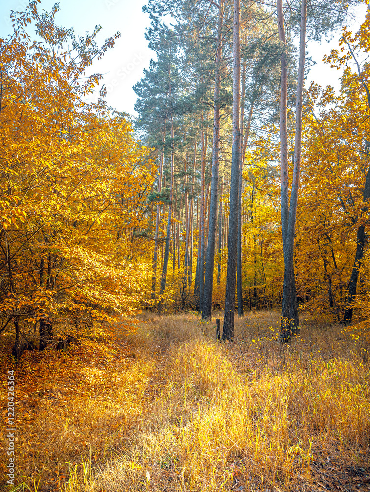 Obraz premium Autumn woods