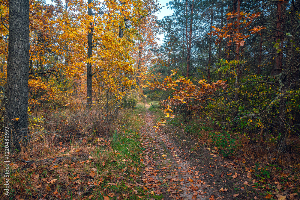 Obraz premium Autumn woods