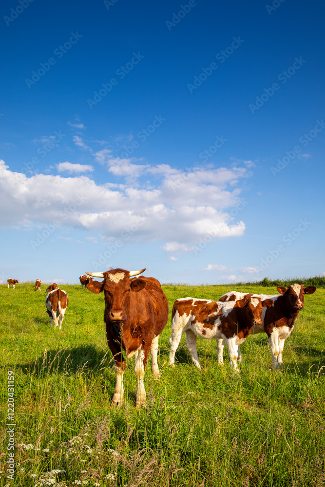 Troupeau de vaches laitières dans la campagne au printemps. Troupeau de vaches laitières dans la campagne au printemps.