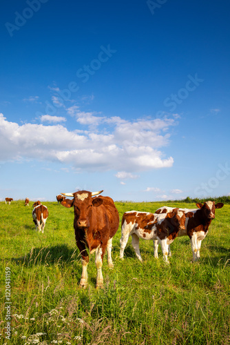 Troupeau de vaches laitières dans la campagne au printemps.
