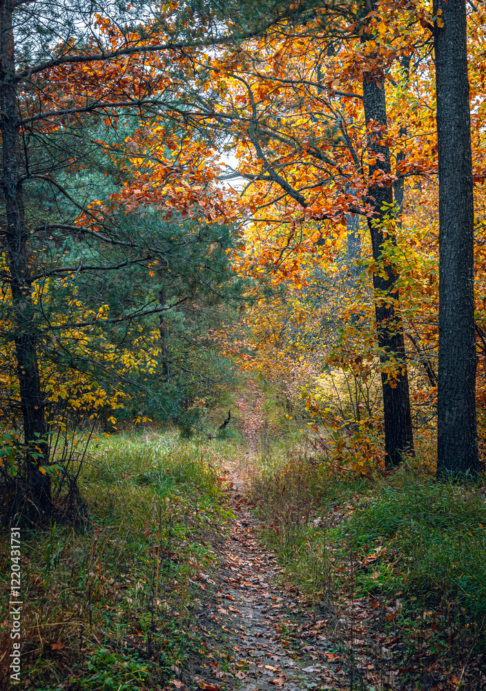 Obraz premium Autumn woods