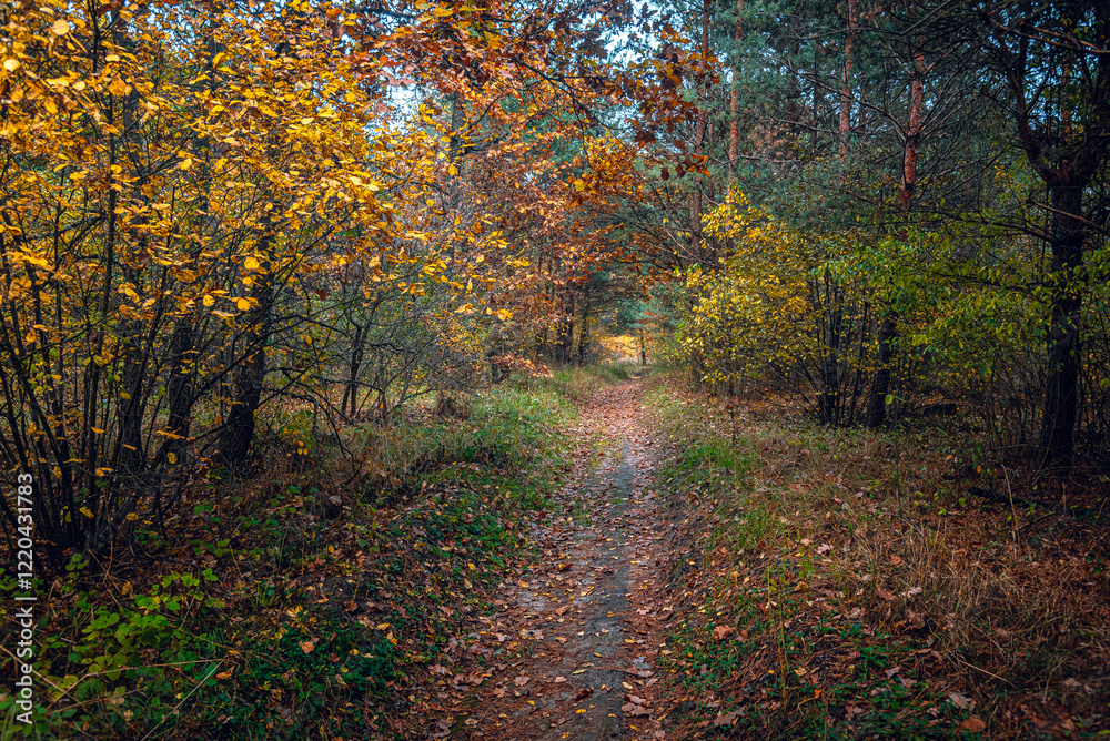 Naklejka premium Autumn woods