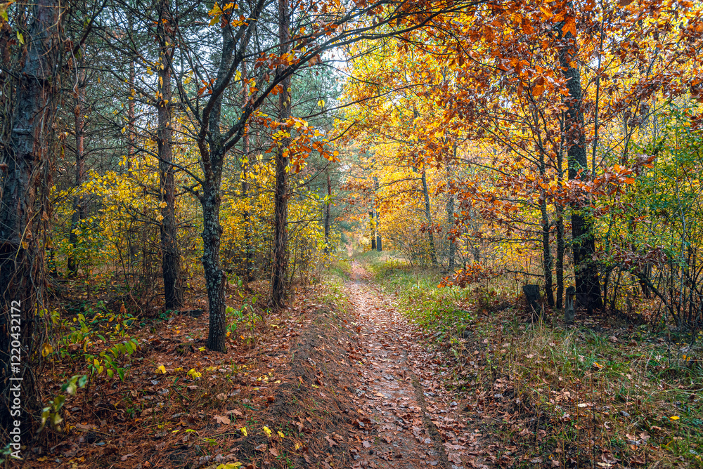 Autumn woods Autumn woods