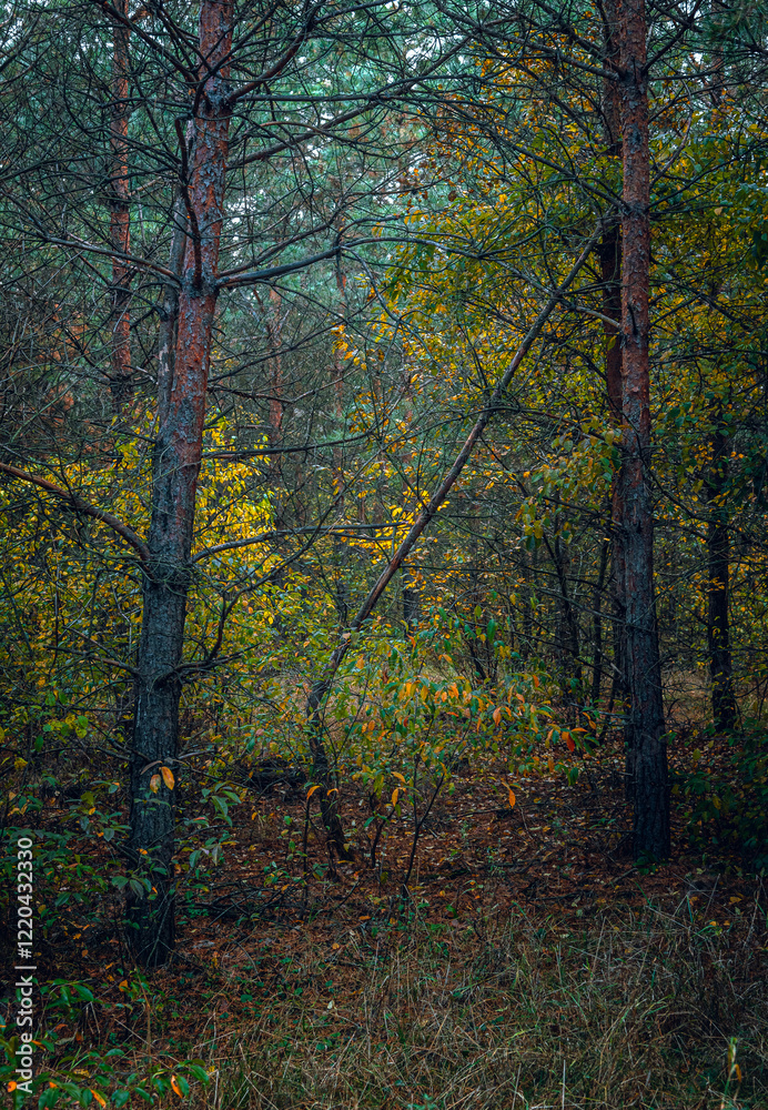 Obraz premium Autumn woods