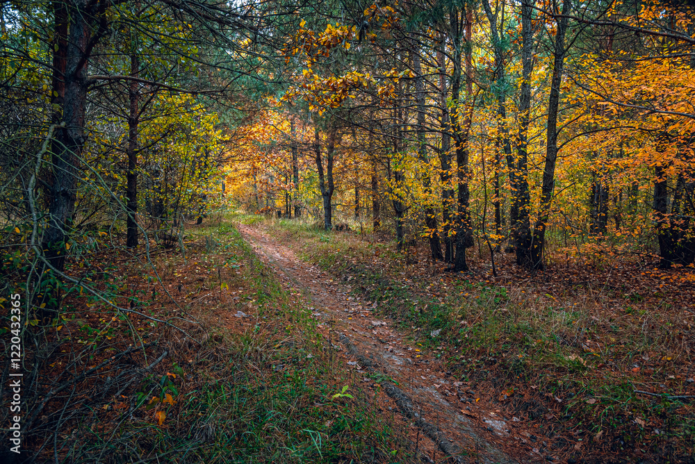 Autumn woods Autumn woods