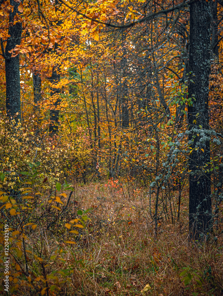 Obraz premium Autumn woods