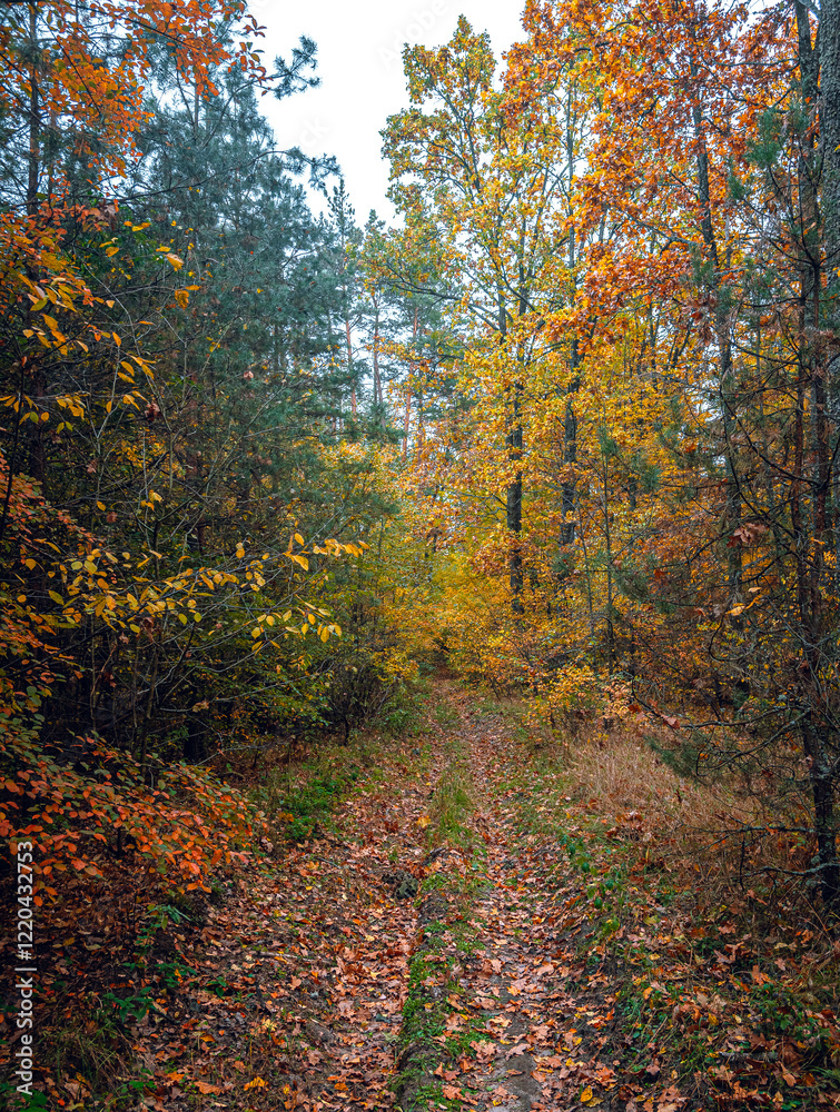 Fototapeta premium Autumn woods