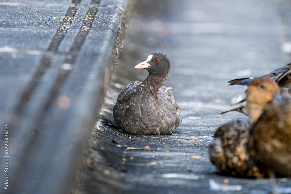 Fototapeta premium 階段で休むオオバン