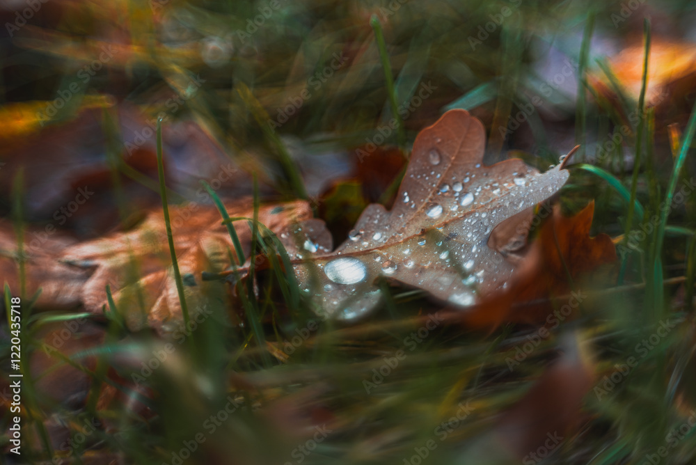 Obraz premium Morning nature in sunlight and dew